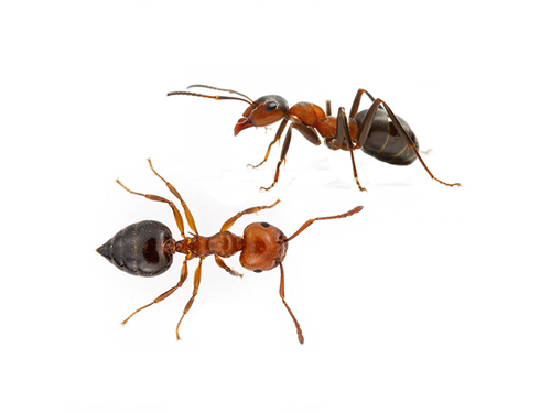 مورچه آکروبات